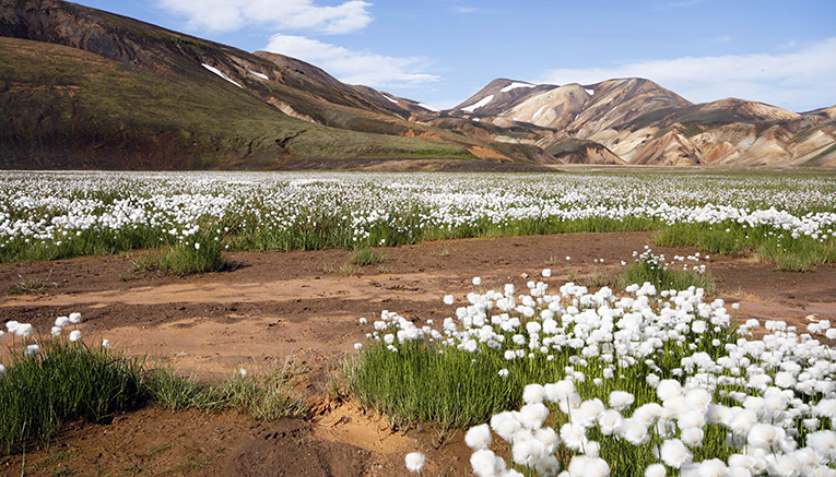 Wiei-iceland-walking-6